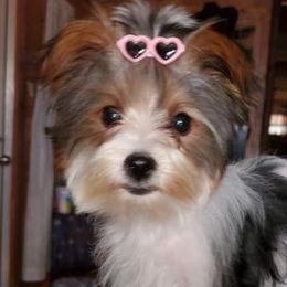 Biewer Terriers and Yorkshire Terriers from Terry's Terriers