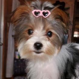 Biewer Terriers and Yorkshire Terriers from Terry's Terriers