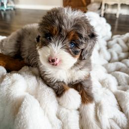 Bernedoodle and Golden Mountain Doodle Puppies from Tilley's Southern Doodles