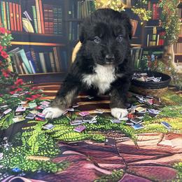 Myth - Black tri-color male Australian Shepherd puppy in Fredericksburg, Virginia from Cooper Ridge Aussies