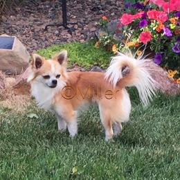 Classical Ballroom Samba  - Chihuahua