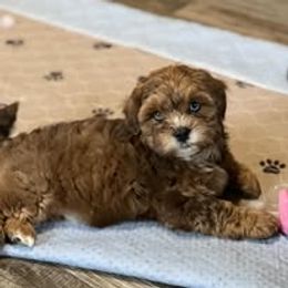 Assorted Doodle Crosses, Aussiedoodle, Australian Shepherd, Long Haired Weimaraner, Shihpoo, and Shih Tzu Puppies from Rockiń N Kennel