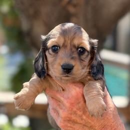 Gracie - Cream female Dachshund puppy in California from Longboard Dachshunds