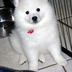 Red - Bogart - White male American Eskimo Dog puppy in Redlands, Ca, Usa, California from Tribe of Aryelle