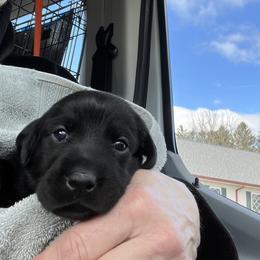Irish Setter and Labrador Retriever Puppies from Kilkieran Kennels and Snowstorm Labradors