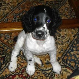 English Springer Spaniels from Sandhill Kennel