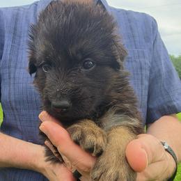 Patience - Black and red female German Shepherd puppy in Columbus, Indiana from Stony Lonesome GSD