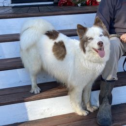 Aspen - Siberian Husky