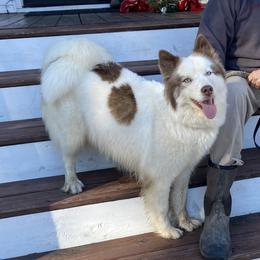 Aspen - Siberian Husky