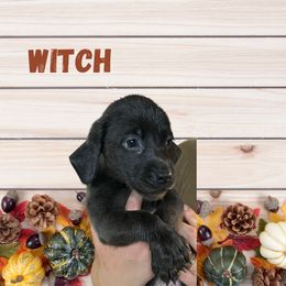 Witch - Charcoal female Dilute Retriever puppy in Somerset, Pennsylvania from Chickentown Labradors