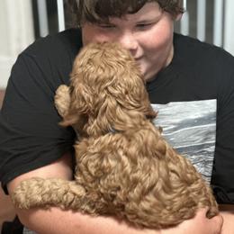 Cavapoo Puppies from Molly n Friends