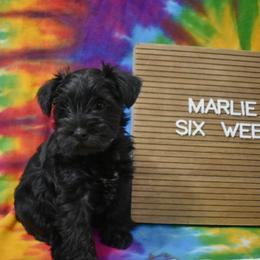 Marlie - Black female Miniature Schnauzer puppy in Dickson, Tennessee from Surely Blessed Mini Schnauzers