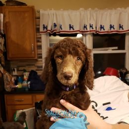 Poodle Puppies from Shallow Bay Standard Poodles