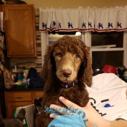 Poodle Puppies from Shallow Bay Standard Poodles