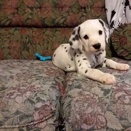 Dalmatian Puppies from Spotty Shenanigans Dalmatians