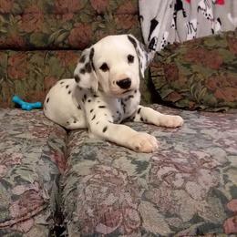Dalmatian Puppies from Spotty Shenanigans Dalmatians