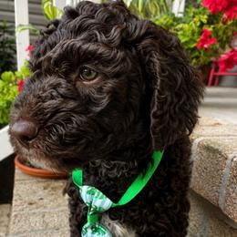 Briar - Chocolate male Goldendoodle puppy in Camden, North Carolina from Oopsie Doodles of NC