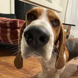 Roger - Basset Hound