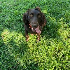 Prinny - Boykin Spaniel
