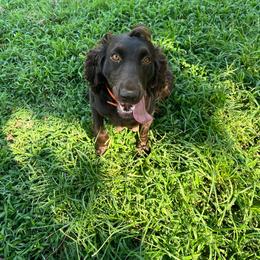 Prinny - Boykin Spaniel