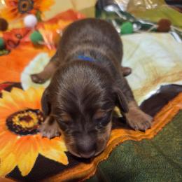 Nell - Chocolate and tan male Dachshund puppy in Grover, North Carolina from Windie's Dachshunds