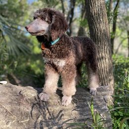 Cane Corso, Labrador Retrievers, and Poodles from Cmjkennels
