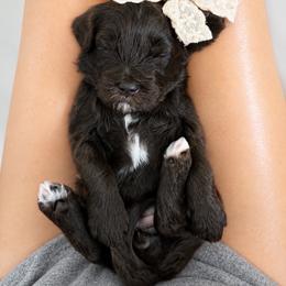Trinity - Chocolate female Goldendoodle puppy in Van Alstyne, Texas from Forest Haven Doodle Co.