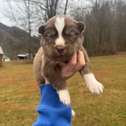 Blue - Red and white male Siberian Husky puppy in Jonesborough, Tennessee from Dry Creek Siberians