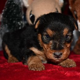 Klondike - Black and tan male Welsh Terrier puppy in Draper, Virginia from Shady Oaks WFT