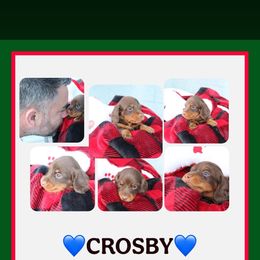 Crosby - Chocolate and tan male Dachshund puppy in Tampa, Florida from Crosbys Doxies