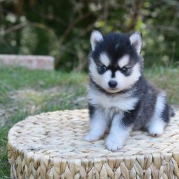 Gizmo - Black and white male Pomsky puppy in Coos Bay, Oregon from Ocean View Pomskies