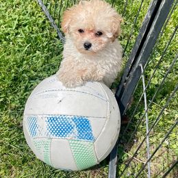 Maltese, Maltipoo, Poodle, and Yorkshire Terrier Puppies from Paw Perfect Pets