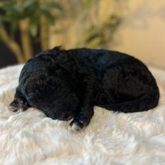 Rain - White and black male Bordoodle puppy in Valley Center, California from Circle R Valley Bordoodls