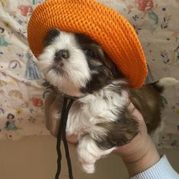 Shih Tzu Puppies from Tiny Bubbles Shih Tzus