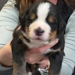 Orange Collar Male - Black rust and white male Bernese Mountain Dog puppy in Bristol, Tennessee from Holston Hollow Farm