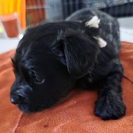 Girl 5 - Black female Miniature Schnauzer puppy in Fresno, California from Findell Kennel, LLC