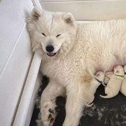 Samoyed puppies from SnowBlitz Samoyeds and CoralBlitz Aussies