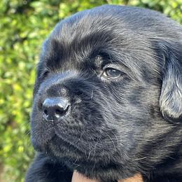 Orange collar boy - Black male Labrador Retriever puppy in Desert Hot Springs, California from Outlaws Labradors