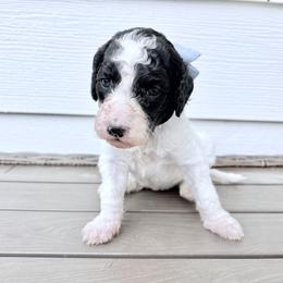 Tiger Lily - Parti female Goldendoodle puppy in Pittsburg, Texas from Peachy Pine Goldendoodles