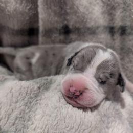 Aqua Collar Mantle Merle Male - Mantle merle male Great Dane puppy in Brooksville, Florida from Follow My Lead Great Danes