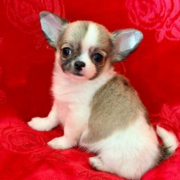 Noah - Red and white male Chihuahua puppy in Allentown, Pennsylvania from Tsunami Cockers & Chihuahuas