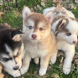 Blondie - Lavender female Pomsky puppy in Sturgis, Kentucky from Furever Pomskies