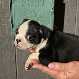 Lilo - Black and white female Boston Terrier puppy in Covington, Georgia from Tuxedo Bostons of Atlanta