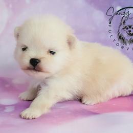 Ivory - Cream female Pomeranian puppy in Fultonville, New York from Sandy Aussies & Pomeranians