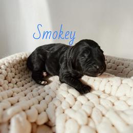 Smokey - Black male Goldendoodle puppy in Lakeland, Florida from Golden Creek Doodles