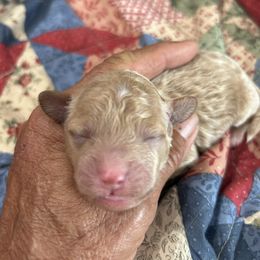 Kiwi - Buff female Cockapoo puppy in Winnsboro, Texas from Happy Hollow Ranch