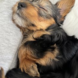 Yorkshire Terrier Puppies from Rosey’s Yorkies