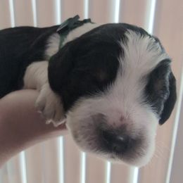 Green collar male - Tri-Roan male English Springer Spaniel puppy in Vista, California from Karen Freitas