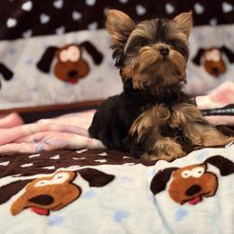 Girl 3 - female Yorkshire Terrier puppy in Hot Springs, Arkansas from Blissful_Yorkies