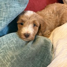 Girl 2 - Apricot female Goldendoodle puppy in Holly, Colorado from Vida’s Loving Doodles
